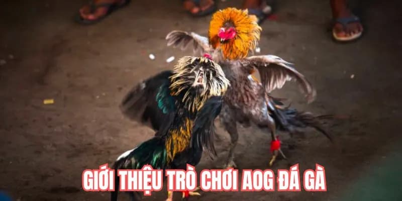 Đá Gà AOG DF999 - Sảnh Cá Cược Hấp Dẫn Cho Các Kê Sư 2026 - megaru