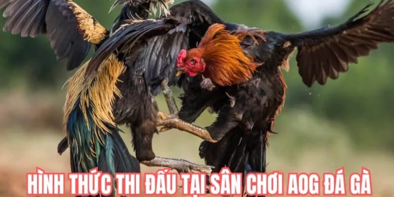 Đá Gà DF999 - Các Hình Thức Cược Đỉnh Cao Nhất 2026 - megaru
