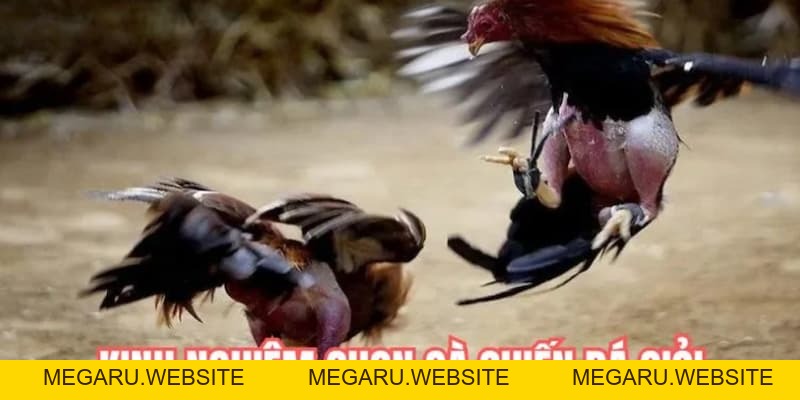Đá Gà AOG DF999 - Sảnh Cá Cược Hấp Dẫn Cho Các Kê Sư 2026 - megaru