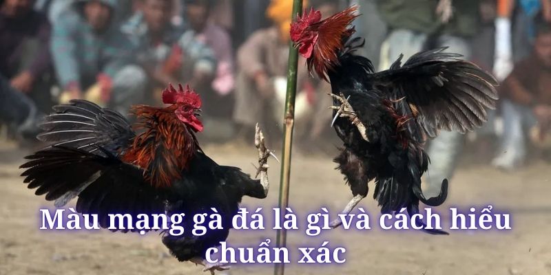 Màu Mạng Gà Đá - Thông Tin Cần Biết Cho Sư Kê DF999 - megaru