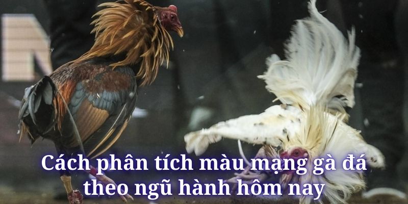 Đá Gà DF999 - Các Hình Thức Cược Đỉnh Cao Nhất 2026 - megaru