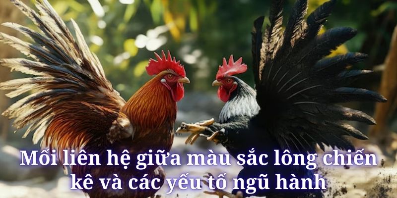 Màu Mạng Gà Đá - Thông Tin Cần Biết Cho Sư Kê DF999 - megaru