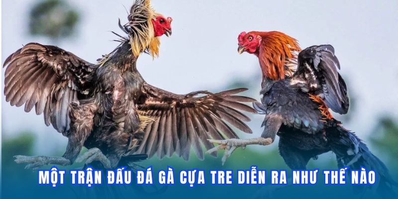 Đá Gà Cựa Tre | Bùng Nổ Cảm Xúc Trực Tiếp Mãn Nhãn Tại DF999 - megaru