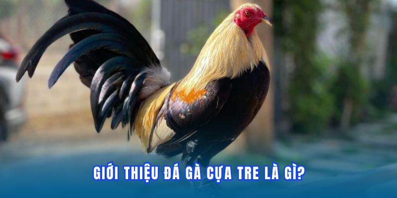 Đá Gà Cựa Tre | Bùng Nổ Cảm Xúc Trực Tiếp Mãn Nhãn Tại DF999 - megaru