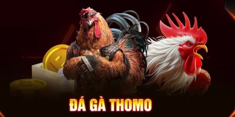 Đá Gà Thomo - Tìm Hiểu Thể Loại Chọi Kê Hấp Dẫn Của DF999 - megaru