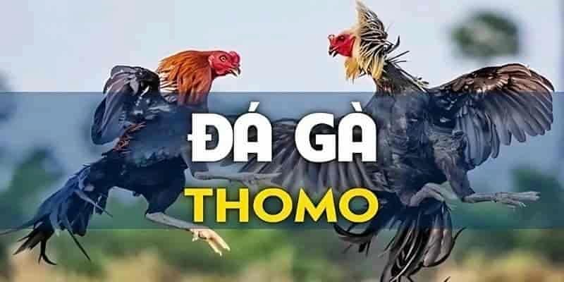 Đá Gà Thomo - Tìm Hiểu Thể Loại Chọi Kê Hấp Dẫn Của DF999 - megaru