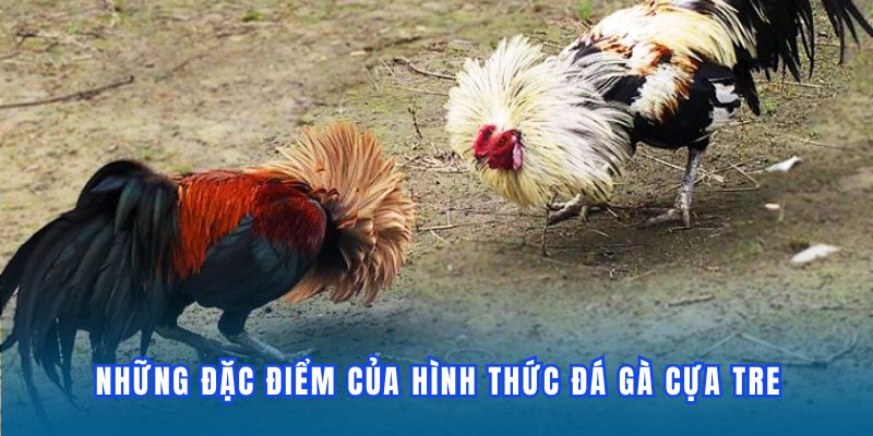 Đá Gà DF999 - Các Hình Thức Cược Đỉnh Cao Nhất 2026 - megaru