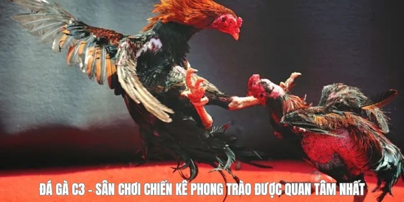 Đá Gà C3 - Sân Chơi Chiến Kê Phong Trào Được Quan Tâm Nhất - megaru