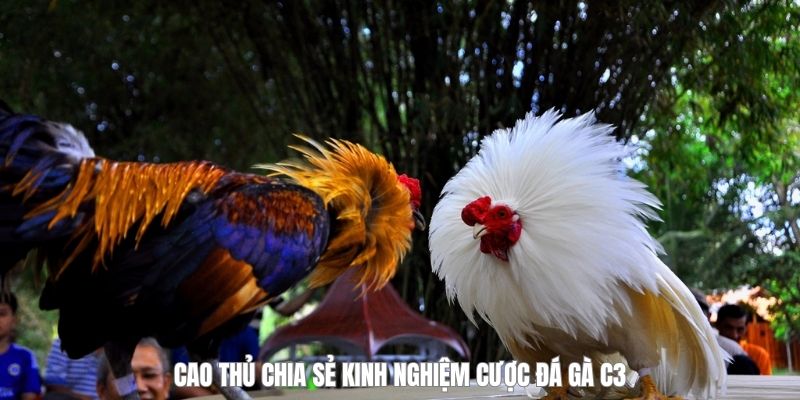 Đá Gà C3 - Sân Chơi Chiến Kê Phong Trào Được Quan Tâm Nhất - megaru