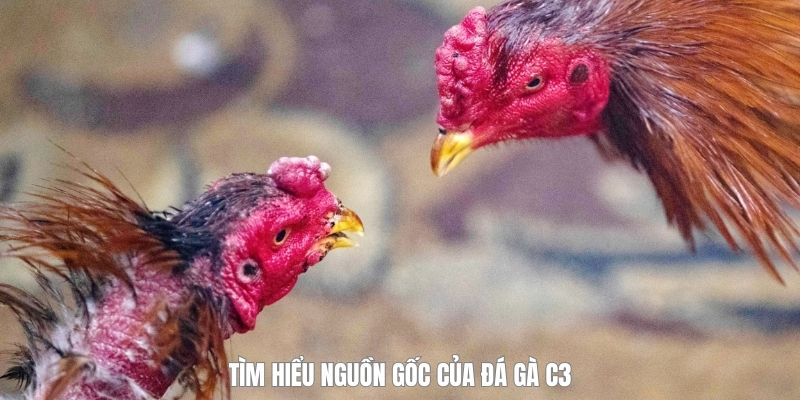 Đá Gà C3 - Sân Chơi Chiến Kê Phong Trào Được Quan Tâm Nhất - megaru