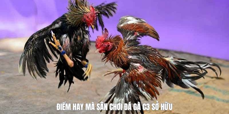 Đá Gà C3 - Sân Chơi Chiến Kê Phong Trào Được Quan Tâm Nhất - megaru